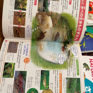 ブレーベル館の図鑑！NATURAの画像