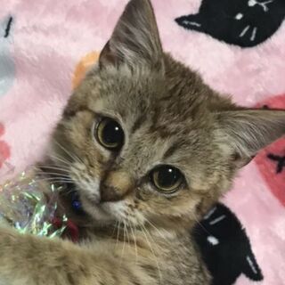 キジトラ メス 約3ヶ月 　（里親候補決定しました）