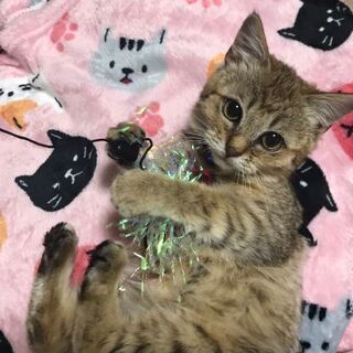 キジトラ メス 約3ヶ月 　（里親候補決定しました） - 高島市
