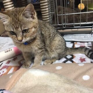 キジトラ メス 約3ヶ月 　（里親候補決定しました） - 猫