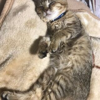 キジトラ メス 約3ヶ月 　（里親候補決定しました） − 滋賀県