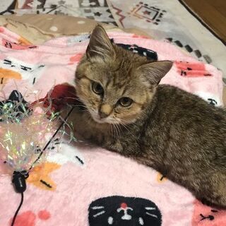 キジトラ メス 約3ヶ月 　（里親候補決定しました） - 里親募集