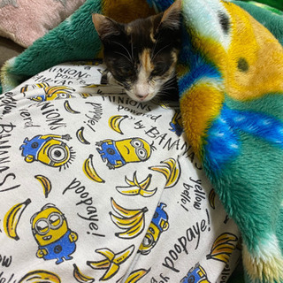 子猫　急募です！