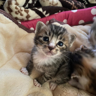 子猫里親募集