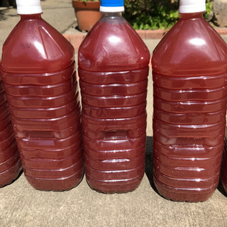 ☆ごろ〜めだか☆ 価格改定☆オリジナルPSB！の画像