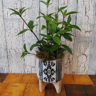 【観葉植物】ペペロミア バリエーション