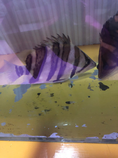 ダトニオ 約18cm