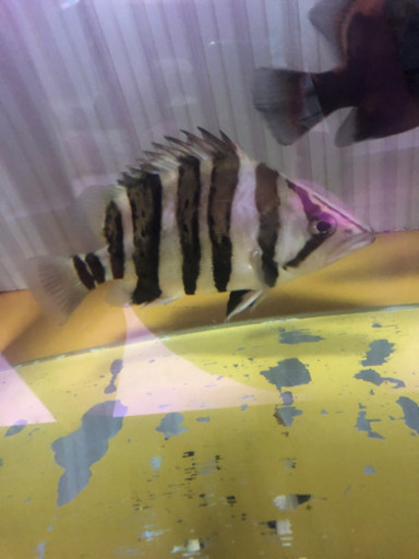 ダトニオ 約18cm