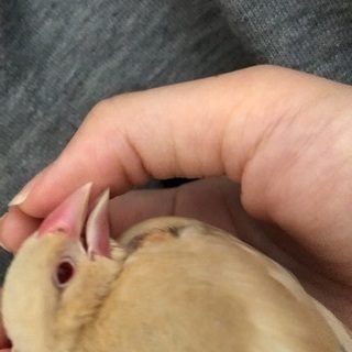 文鳥探してます