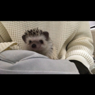 ハリネズミ友達募集🦔