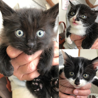 かわいい三兄妹です🖤