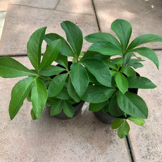 クリスマスローズ　苗2つセットの画像