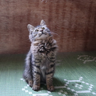 里親募集 猫 ねこ 飼ってください (オスの子猫)