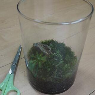 ミニ苔テラリウム⑦