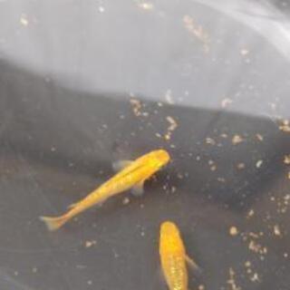 クリアブラウンめだか　1ペア