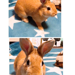 【受付終了しました】【里親募集】ミニウサギ_1歳_オス