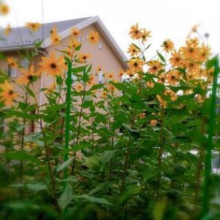 菊芋の苗５個での画像