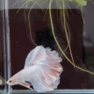 熱帯魚～メダカまで好きな人