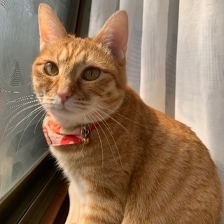 迷子猫探しています！