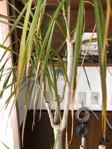 ドラセナコンシンネ観葉植物170cm高