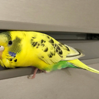 黄色セキセイインコを探しています！