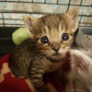 ⭐︎キジトラ茶　雄猫　子猫⭐︎