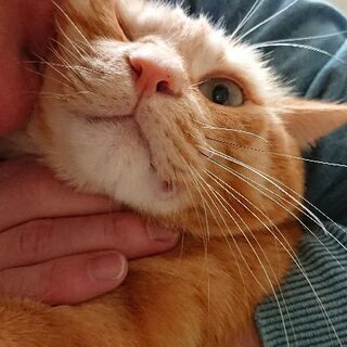 別海町で迷子の猫をさがしています。