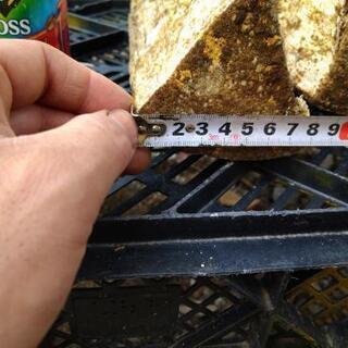 【1組様50kgまで】広葉樹の薪！長さ29cm。含水率17％程度。茨城県潮来市。の画像