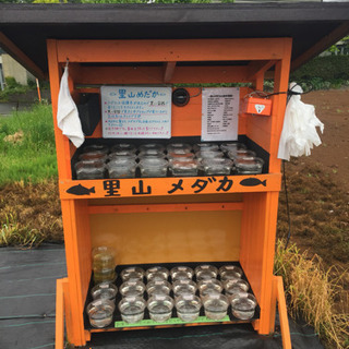 公園前 めだか販売所 里山メダカ  楊貴妃スワロー ピュアホワイ...