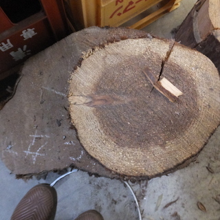 丸太切株　丸太　切り株の画像