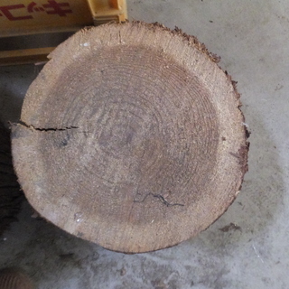 丸太切株　丸太　切り株の画像