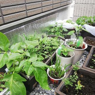 近江八幡市家庭菜園用スペースを貸していただけませんか - 近江八幡市