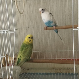 【けんぼの森】セキセイインコ ペア（3歳）　1ペアのみの販売です...