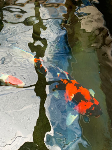 錦鯉　昭和三色　75センチ　認定書有り　価格交渉対応可