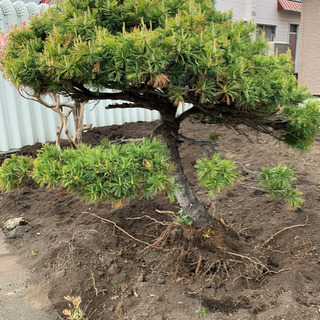 庭木もらって下さい