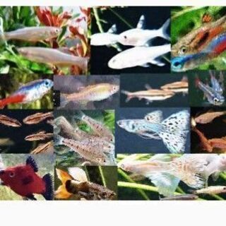 おまかせ熱帯魚10匹500円‼️