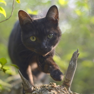 黒虎？　オス　子猫　ウサギしっぽダヤン似　甘えん坊