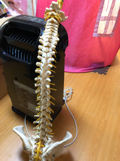 整体　カイロ　高級脊椎模型　治療院