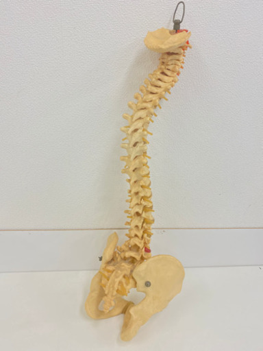 【格安❗️】人体骨格模型　背骨