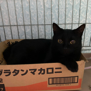 シャイな女の子♡黒猫アリスちゃん♀