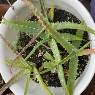 アロエの子ども　1株〜