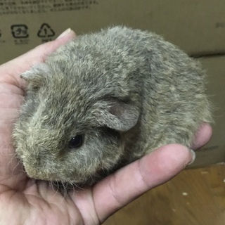 【けんぼの森】 テディーモルモット4/17生まれ1匹デビュー　当...