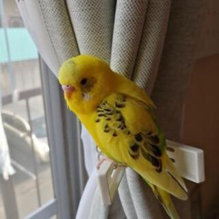 迷子鳥を探しています。