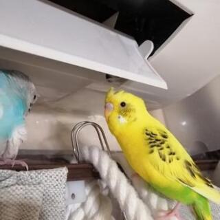 迷子鳥を探しています。 - 手伝って/助けて