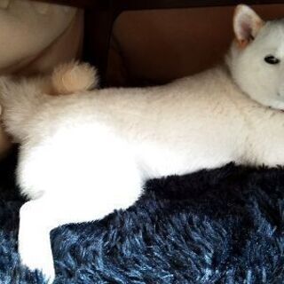 犬友