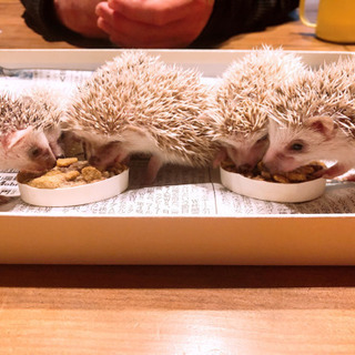 ハリネズミ好きな方