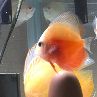 フラミンゴレッドディスカス2(熱帯魚水槽)