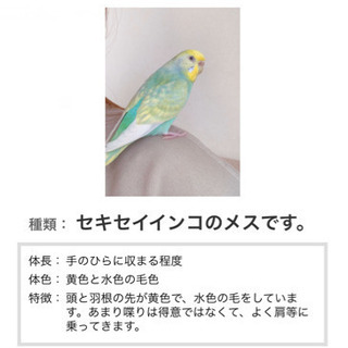 迷子のインコを探しています！