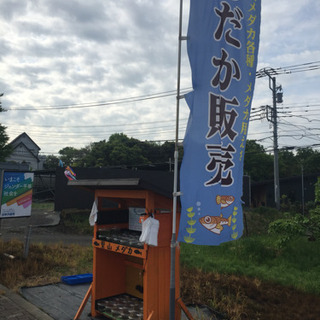 里山めだか メダカ無人販売所 公園前 シャンパンゴールドラメ ブ...
