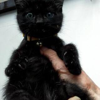 子猫2匹　里親募集